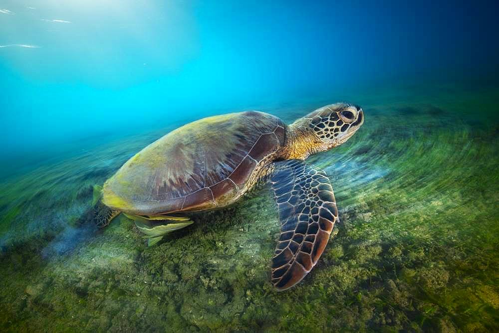 Green turtle (Chelonia mydas) in long exposure. A green turtle swimming on the platier of the beach of N'gouja, in the south of the island of Mayotte.