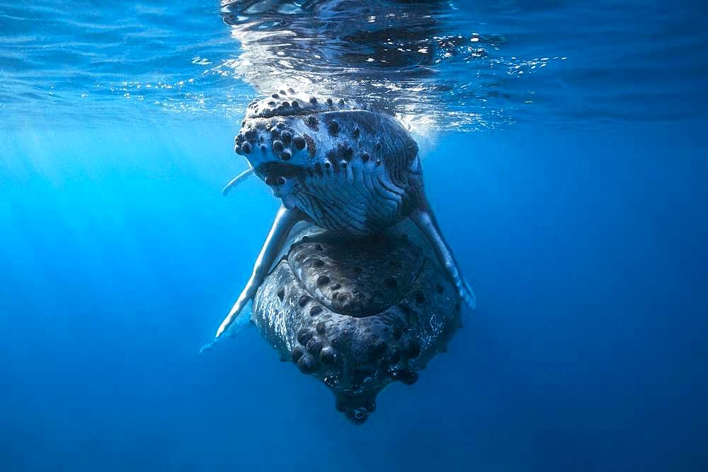 Humpback Whale (Megaptera novaeangliae) carrying her calf to the surface, Mayotte