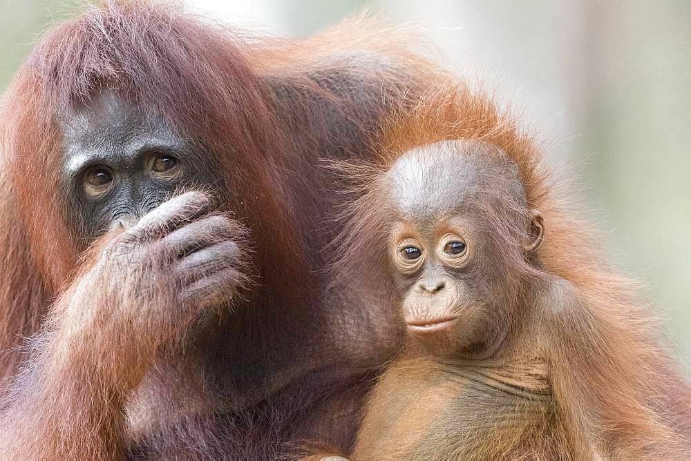 Bornean orangutan (Pongo pygmaeus pygmaeus), Adult female with a baby, Tanjung Puting National Park, Borneo, Indonesia