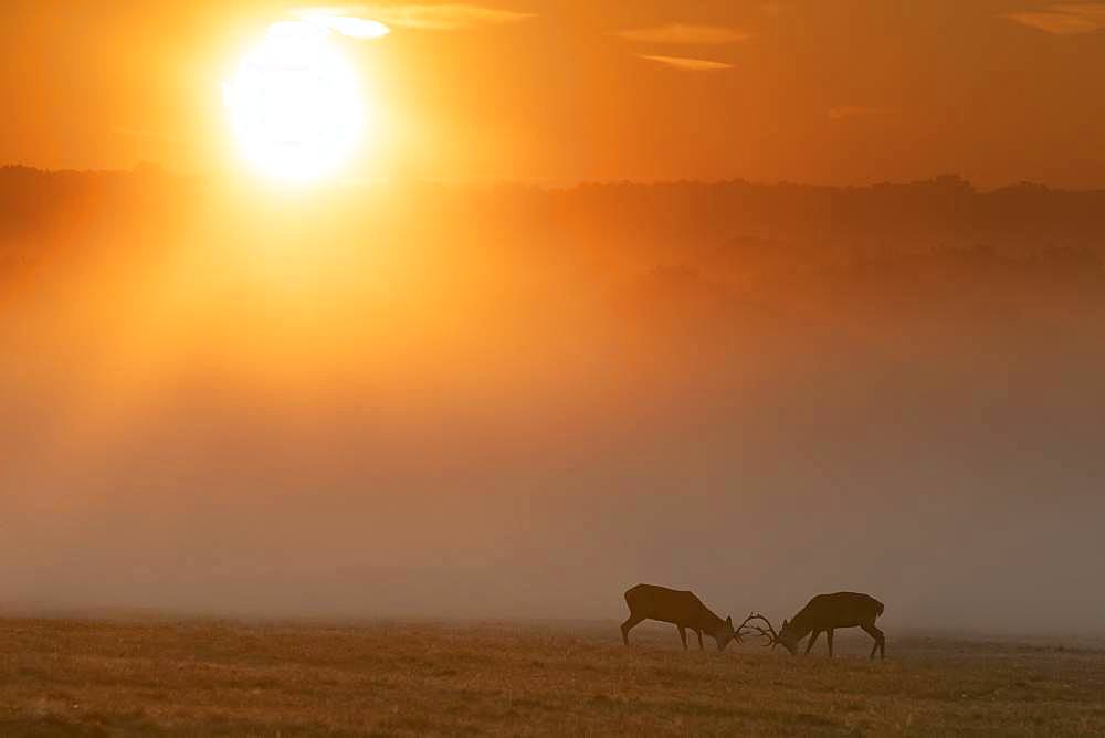 Red deer (Cervus elaphus) stag fighting in the mist at sunrise, England