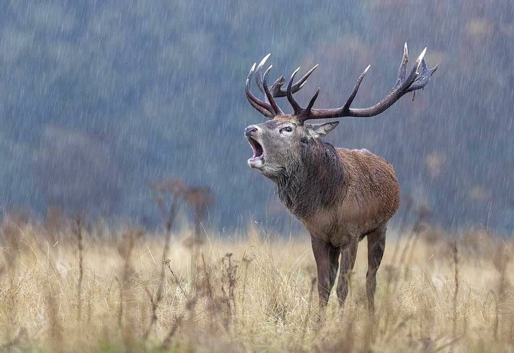 Red deer (Cervus elaphus) stag bellowing in the rain, England