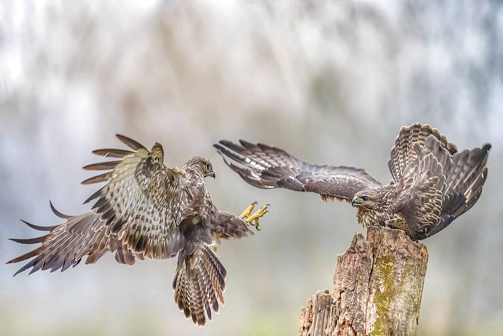 Challenge between buzzards (Buteo buteo) two buzzards fighting for the perch, Valli di Argenta, Ferrara, Italy