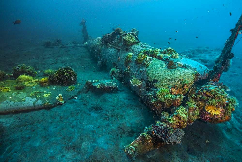 Tara Pacific expedition - november 2017 Kimbe Bay, papua New Guinea, Zero wreck: Coral growth on this wreck is from a period of 74 years ! D: 15 m The ZERO, is a Japanese WW2 fighter plane wreck. This Zero wreck was discovered in January 2000 by local William Nuli while he was freediving for sea cucumbers. He asked the Walindi Plantation Resort dive team if they might know what it was, and when they investigated they uncovered the intact wreck of a Zero fighter, resting on a sedimented bottom in 15 m depth. This World War II Japanese fighter is almost completely intact. The plane is believed to have been ditched, the pilot is believed to have survived, but was never found on the island. He never returned home. Maybe he disappeared in the jungle? On 26th December 1943, during the battle of Cape Gloucester, the Japanese pilot made an emergency landing, ditching his Mitsubishi A6M Zero plane into the sea approximately 100m off West New Britain Province. The plane was piloted by PO1 Tomiharu Honda of the 204st K?k?tai. His fate is unknown but it is believed the he made a controlled water landing after running out of fuel and survived. Although he failed to return to his unit, the plane was found with the throttle and trim controls both set for landing and the canopy was open. There are no visible bullet holes or other shrapnel damage and the plane is still virtually intact after over 70 years underwater. It is a A6M2 Model 21 Zero, made famous for its use in Kamikaze attacks by the Japanese Imperial Navy. The wreck has the Manufacture Number 8224 and was built by Nakajima in late August 1942.