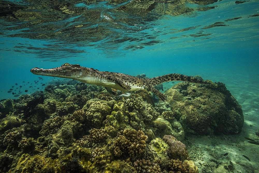 Tara Pacific expedition - november 2017 Saltwater crocodile (Crocodylus porosus) on a small reef, near Garua Island, Kimbe Bay, Papua New Guinea,