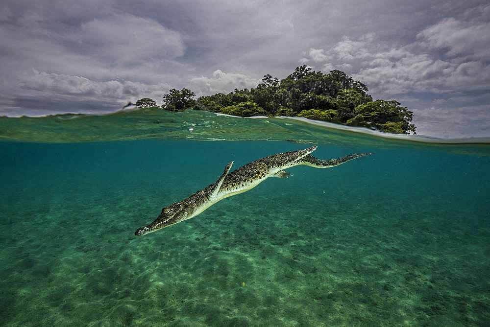 Tara Pacific expedition - november 2017 Saltwater crocodile (Crocodylus porosus) diving down near Garua Island, Kimbe Bay, Papua New Guinea