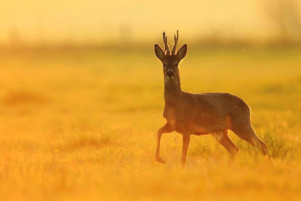 Roe deer(Capreolus capreolus), Buck losing velvet in a meadow at the end of the afternoon, Normandy, France