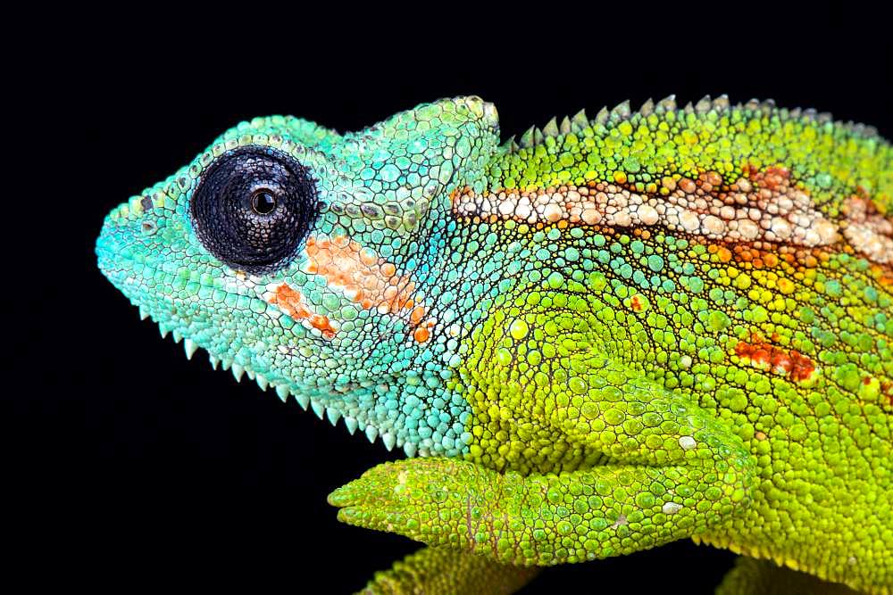 Mount Hanang chameleon (Trioceros hanangensis)