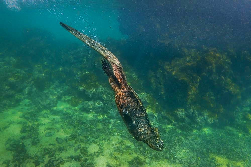 Tara Oceans Expeditions - May 2011. diving Marine Iguana (Amblyrhynchus cristatus); Isabela Island; Galapagos, Ecuador; The Marine Iguana appears slow and clumsy on land, but this particular species of lizard is the only sea-going lizard in the world. However, it has to return the the land to breed.