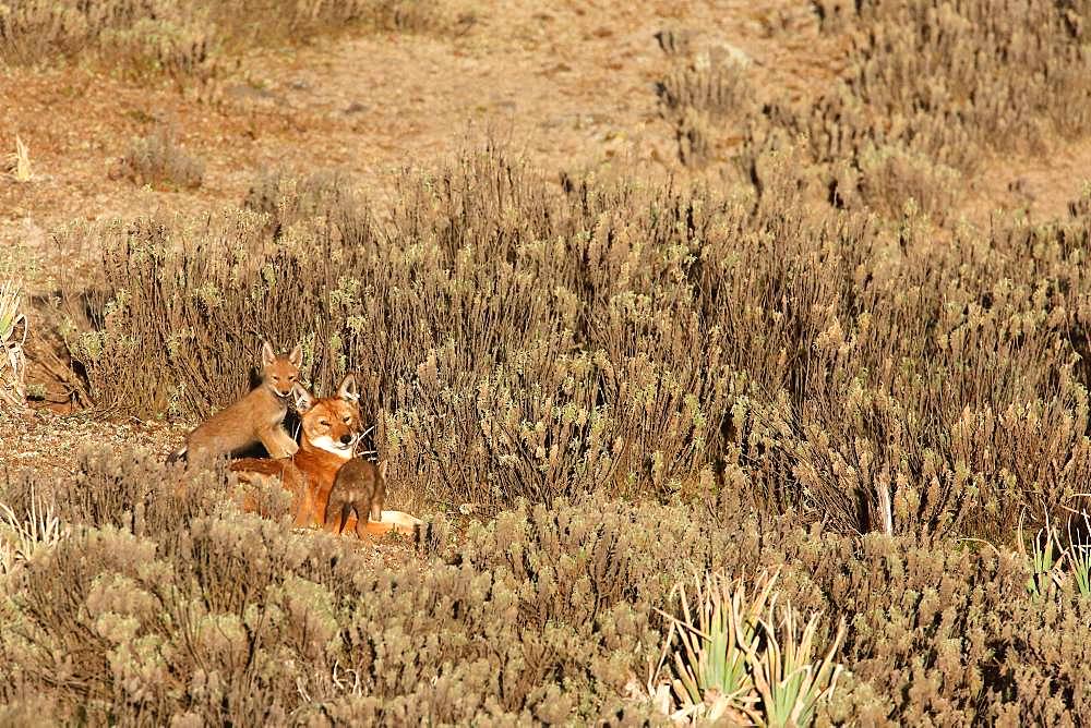 Abyssinian wolf (Canis simensis) Alpha she-wolf and 1 month old wolf cubs, Web Valley, Bale mountains, Ethiopia