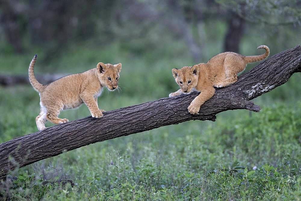 Lion (Panthera leo) cubs, Ngorongoro Conservation Area, Serengeti, Tanzania