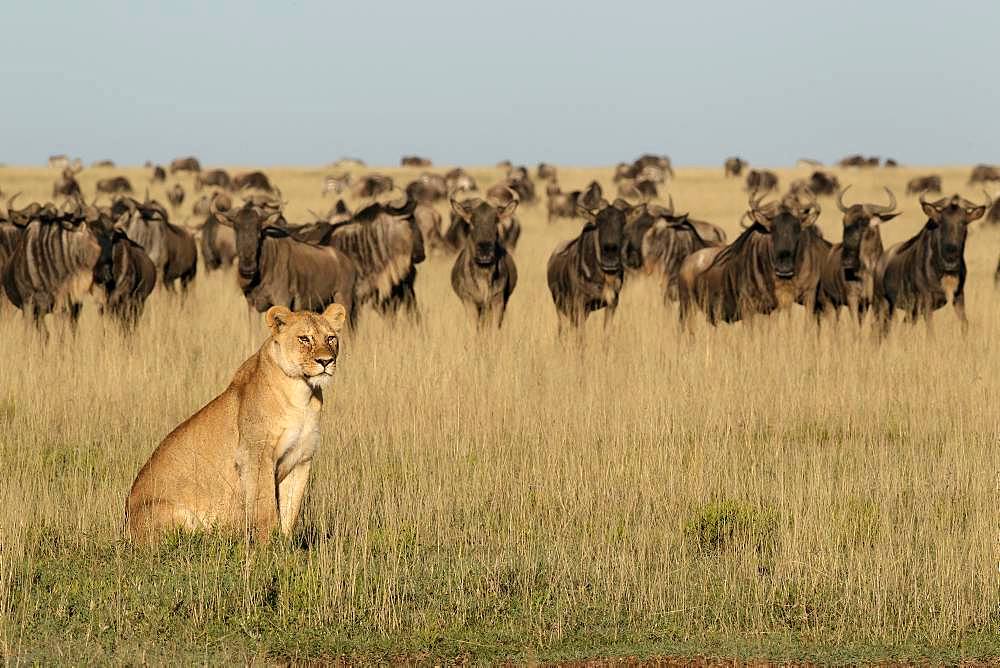 Lion (Panthera leo) lioness in front of a wildebeest (Connochaetes taurinus) herd, Ngorongoro Conservation Area, Serengeti, Tanzania