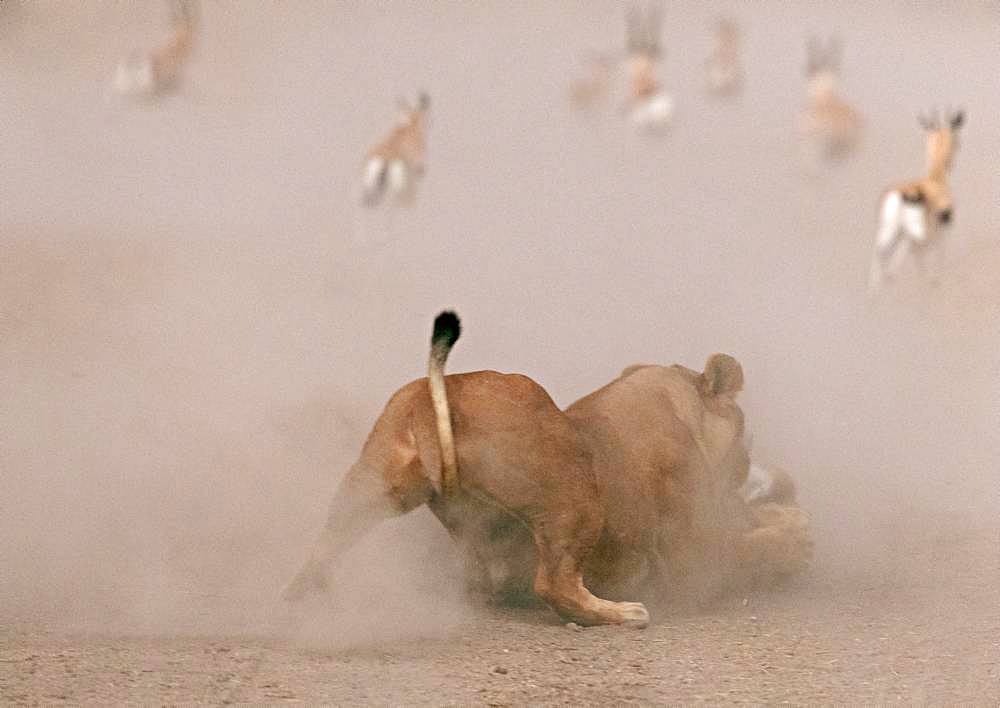 Lion (Panthera leo) lioness catching her prey, a Thomson's gazelle (Eudorcas thomsonii), Ngorongoro Conservation Area, Serengeti, Tanzania