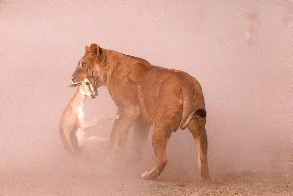 Lion (Panthera leo) lioness with her prey, a Thomson's gazelle (Eudorcas thomsonii), Ngorongoro Conservation Area, Serengeti, Tanzania