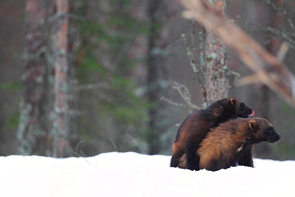 Wolverine (Gulo gulo) mating in the snow in the boreal forest