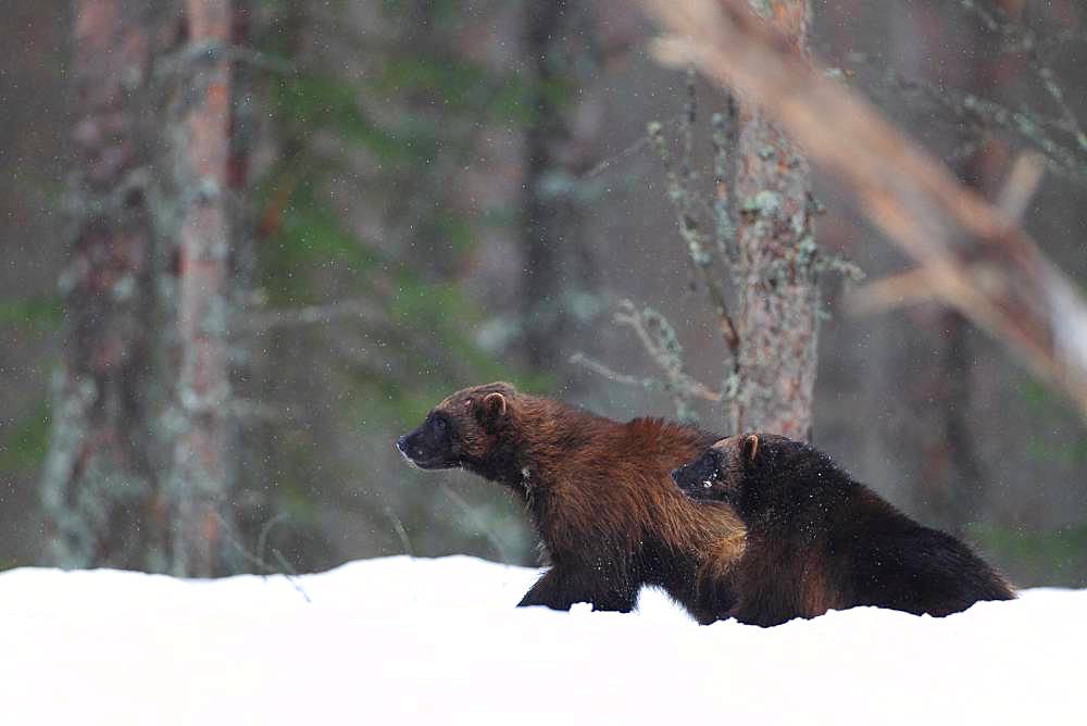 Wolverine (Gulo gulo) couple in the snow in the boreal forest