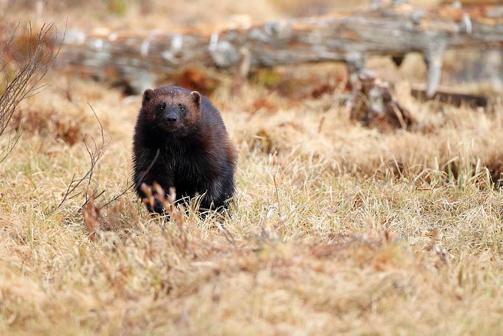 Wolverine (Gulo gulo) looking for food in the vegetation at the end of winter