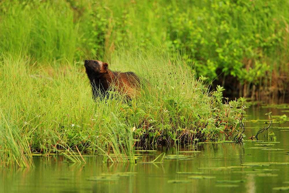 Wolverine (Gulo gulo) taking the wind to detect odors along a lake