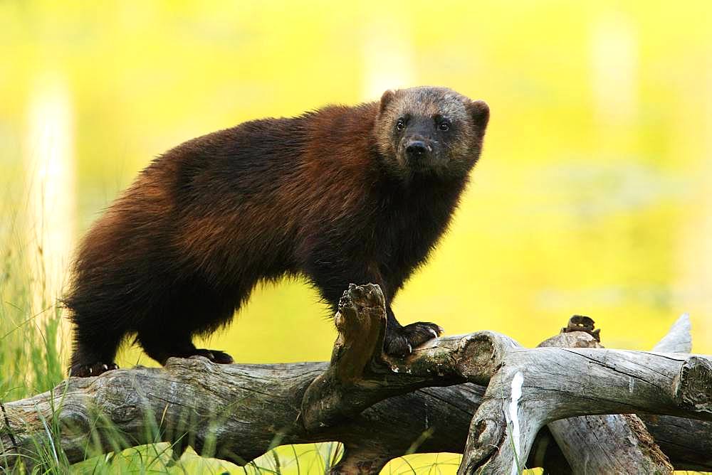 Wolverine (Gulo gulo) on old pine branches