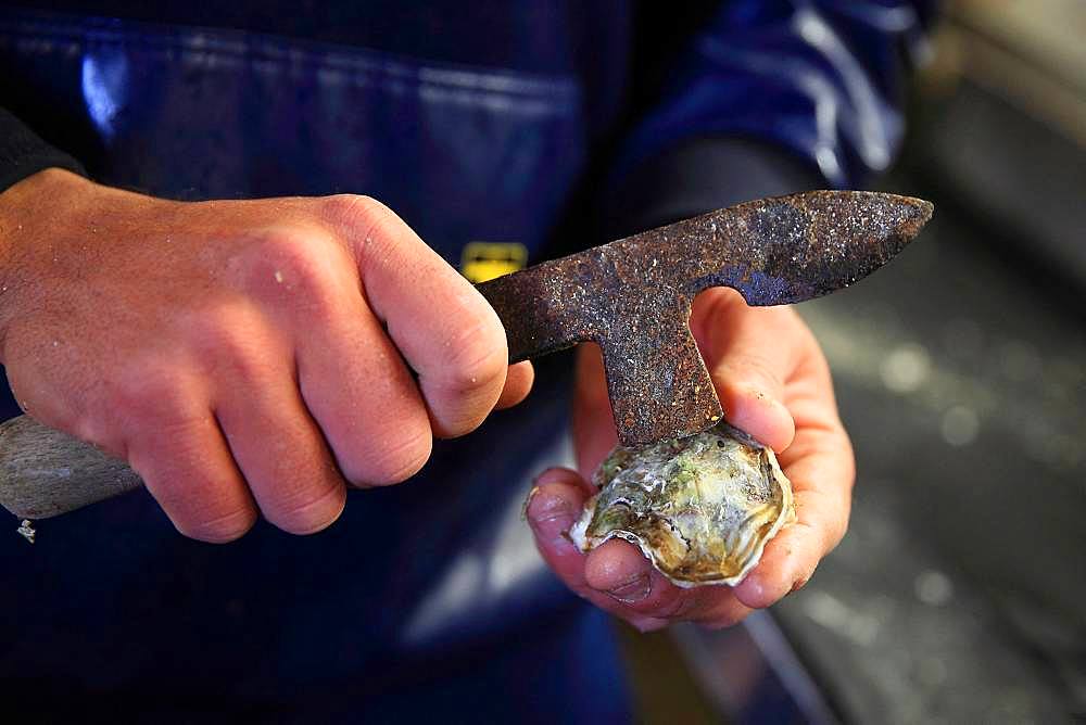 Man using a knife to disconnect an oyster Bouzigues, Etang de Thau, France