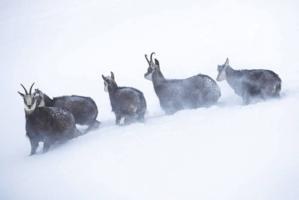 Alpine Chamois (Rupicapra rupicapra) in a snowstorm, Jura, Switzerland.