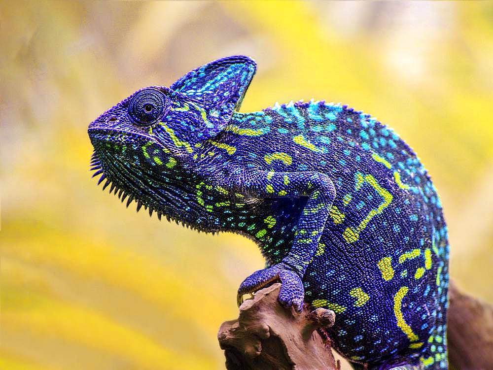 Portrait of Yemeni Chameleon (Chamaeleo calyptratus) on a branch, Alligator bay, Wildlife Park, Beauvoir, Normandy, France