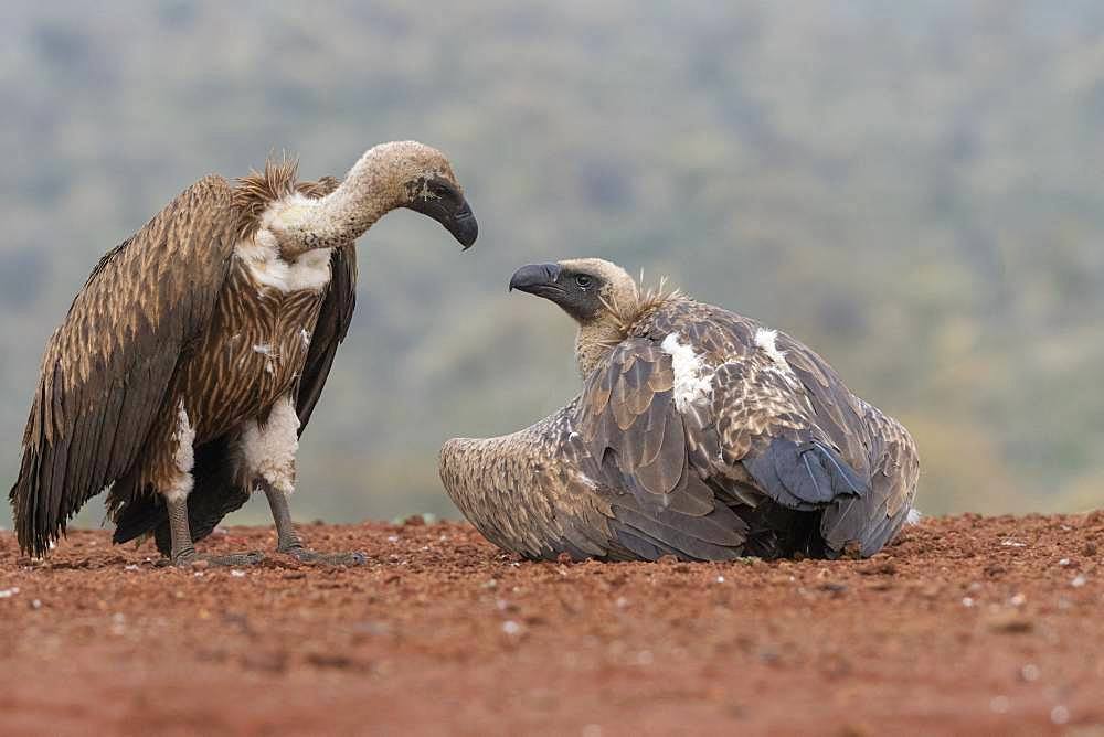 White-backed Vulture (Gyps africanus) at rest, KwaZulu-Natal, Afrique du Sud