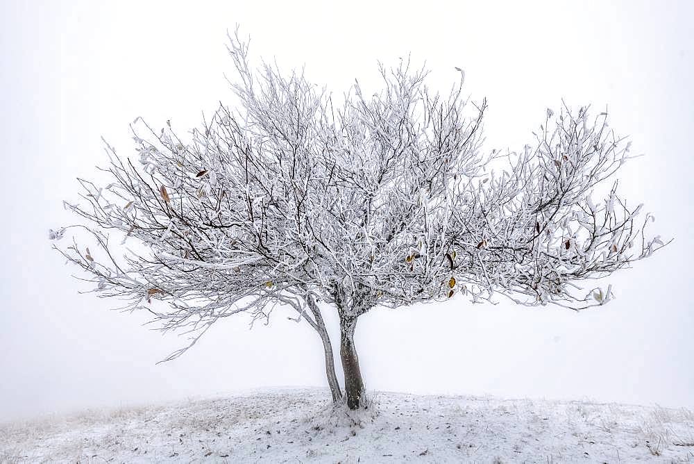 Wild Service-tree (Sorbus torminalis) in a squall of snow, Bugey, Massif du Grand Colombier, France