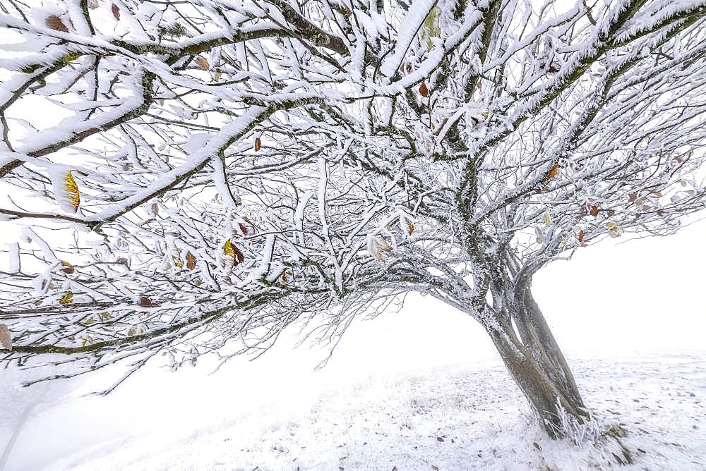 Wild Service-tree (Sorbus torminalis) in a squall of snow, Bugey, Massif du Grand Colombier, France