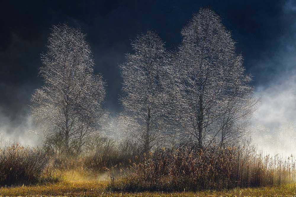 Birches in autumn mist, Bog of the Swamps of Hell, Bugey, Savoie, France