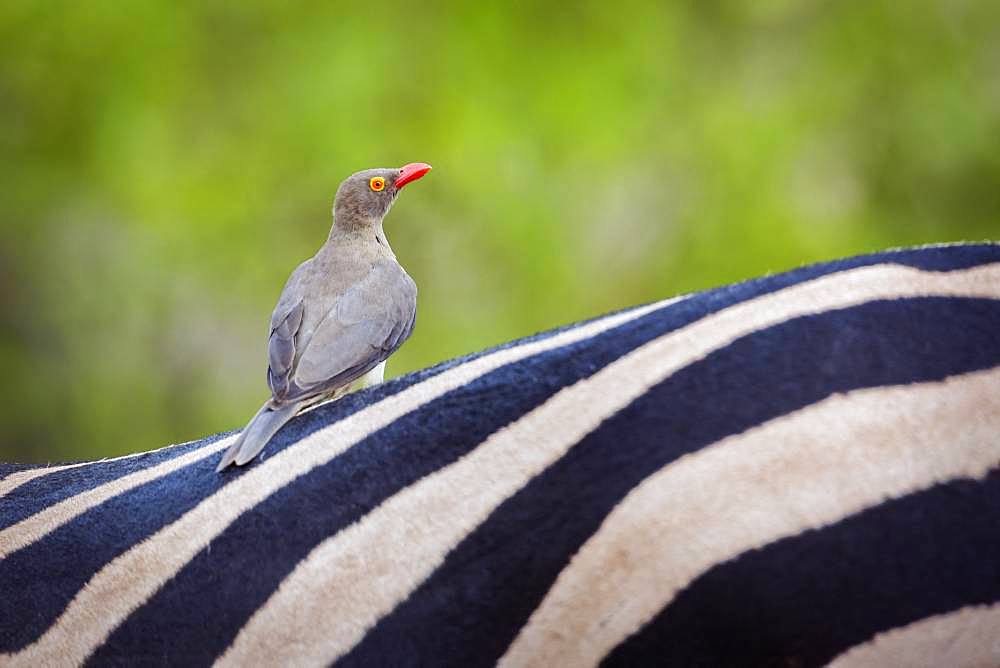 Red billed Oxpecker (Buphagus erythrorhynchus) in zebra back in Kruger National park, South Africa