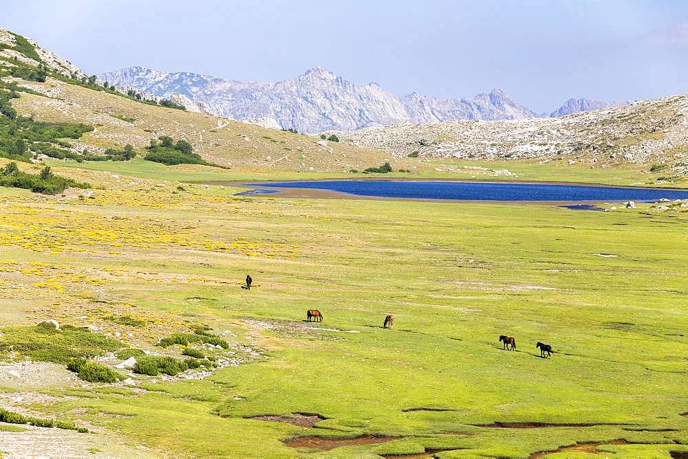 Lake Nino (1760m) stage on the GR 20 between the refuge of Manganu and the Col de Verghio or Castellu di Vergio, horses grazing the grass around the pozzines (small pools of water surrounded by grassy lawns), Haute-Corse, France