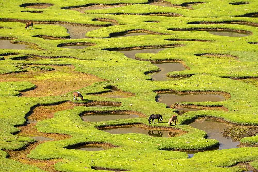 Lake Nino (1760m), horses grazing the grass around the pozzines (small pond of water surrounded by grassy lawns), stage on the GR 20 between the refuge of Manganu and the Col de Verghio or Castellu di Vergio, Haute-Corse, La France