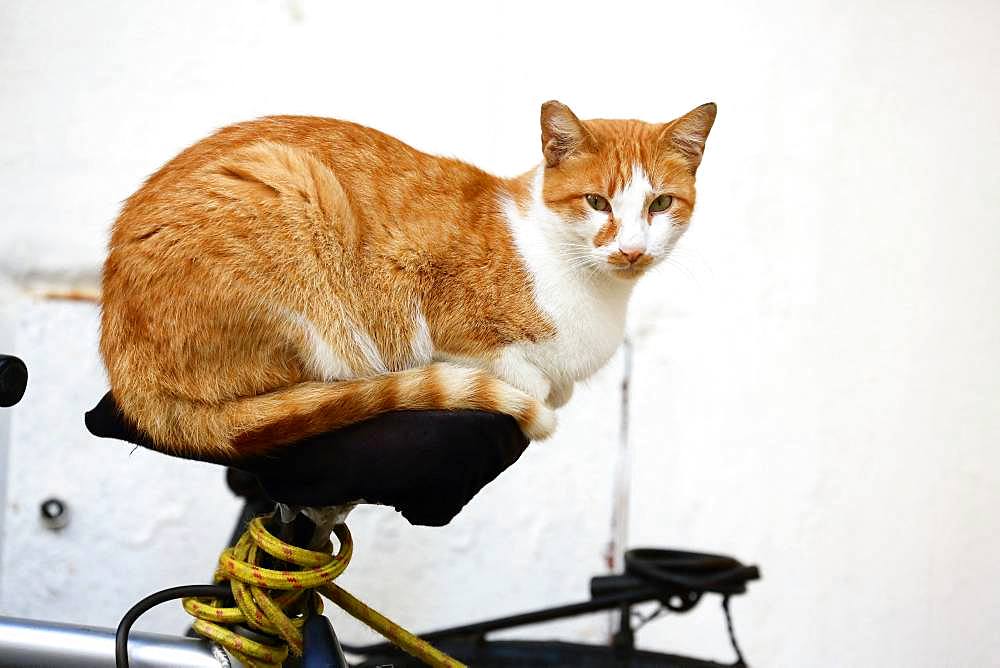 Cat lying on a bicycle, Port of Essaouira, Morocco