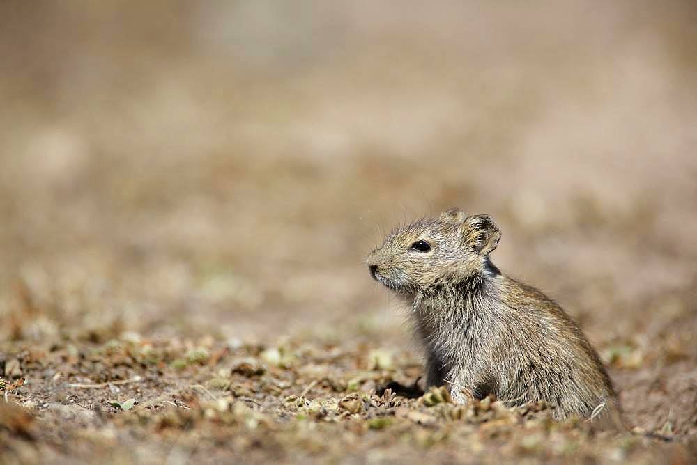 Blick's grass rat (Arvicanthis blicki), Ethiopia