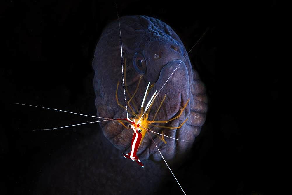 A necessary alliance, a symbiosis even between this moray eel (Gymnothorax javanicus) and this cleaning shrimp (Lysmata amboinensis). Depth: 65m, Mayotte