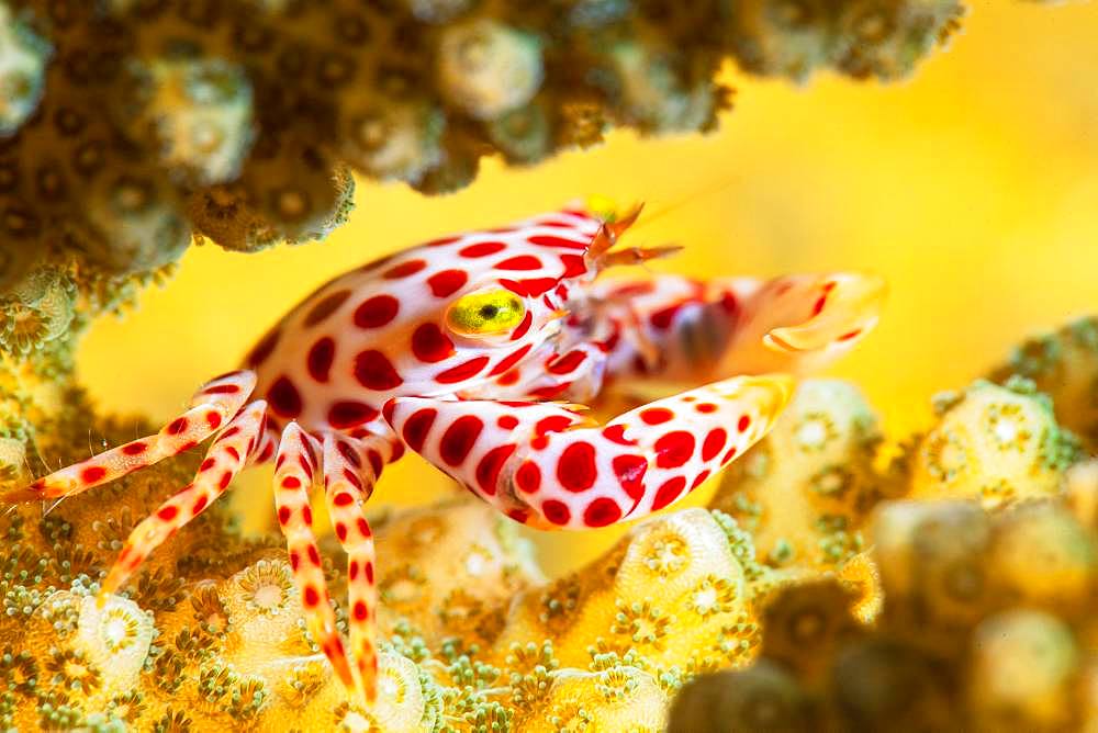 A small Red-Spotted Guard Crab (Trapezia tigrina) keeper of the corals of the bateau pass, Mayotte