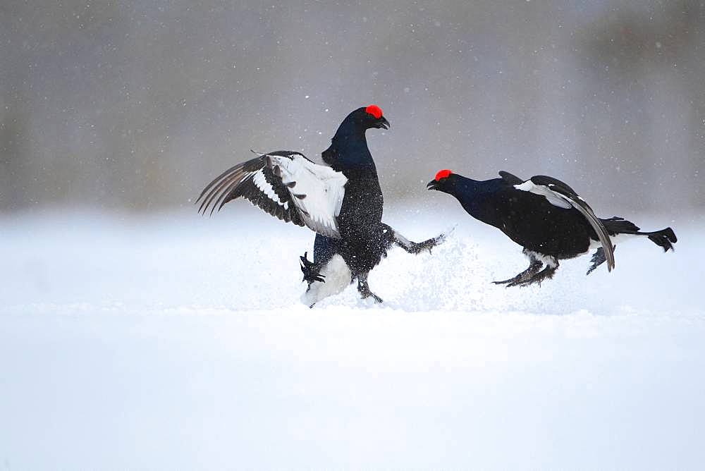 Black grouse (Lyrurus tetrix) fighting in lek in a snowy bog