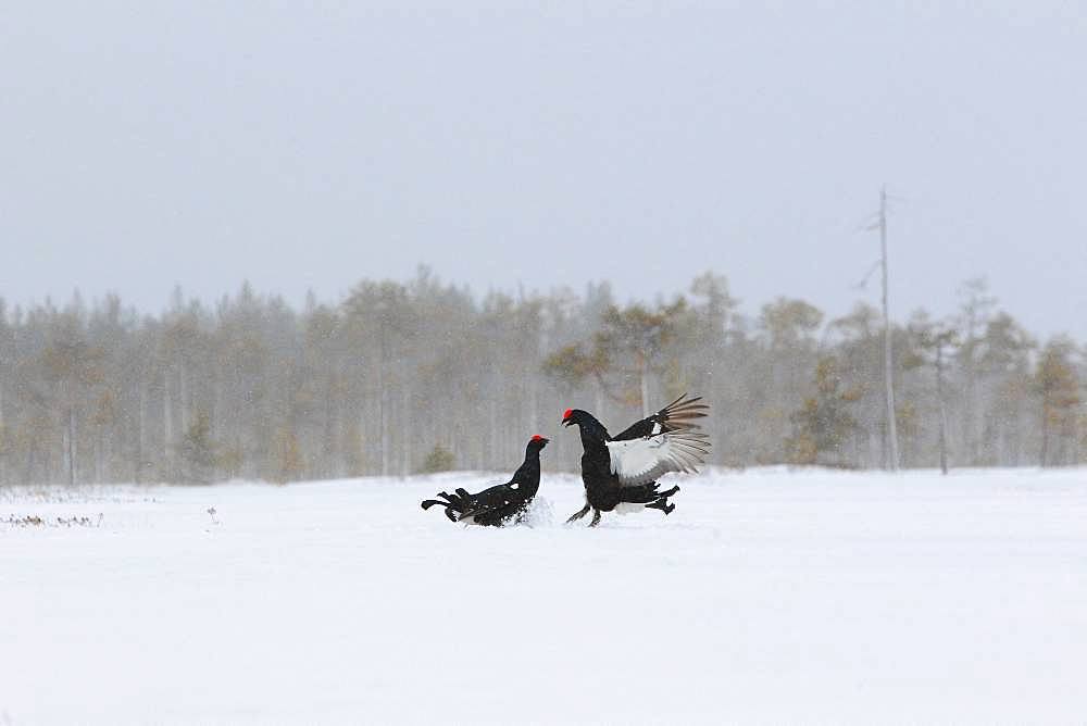 Black grouse (Lyrurus tetrix) fighting in lek in a snowy bog