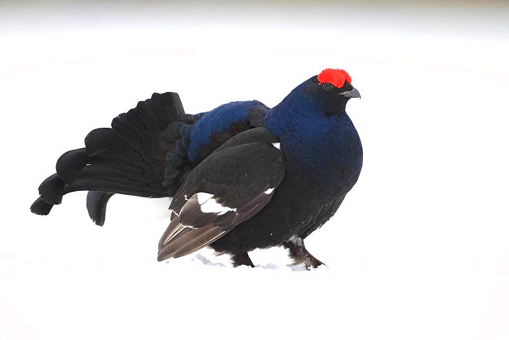 Black grouse (Lyrurus tetrix) displaying in lek in a snowy bog