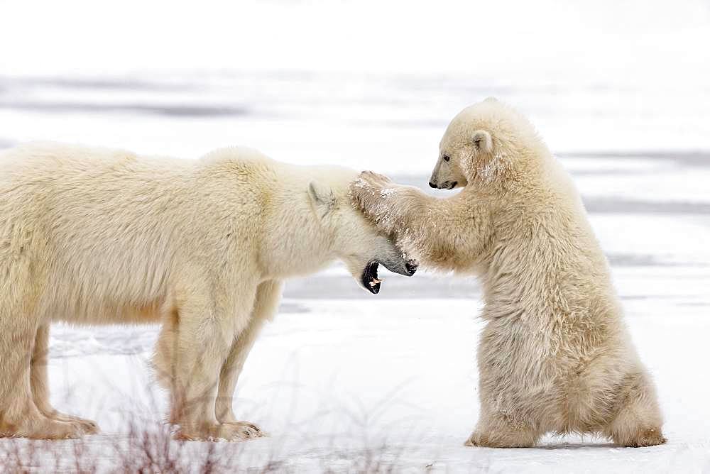 Polar bear (Ursus maritimus), Female bear playing with her cub. Churchill, MB, Canada.