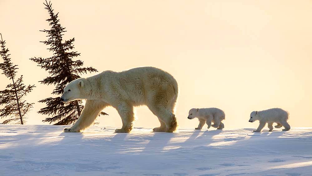 Polar bear (Ursus maritimus), (3 months twin cubs following their mum up on a ridge. Churchill, MB, Canada