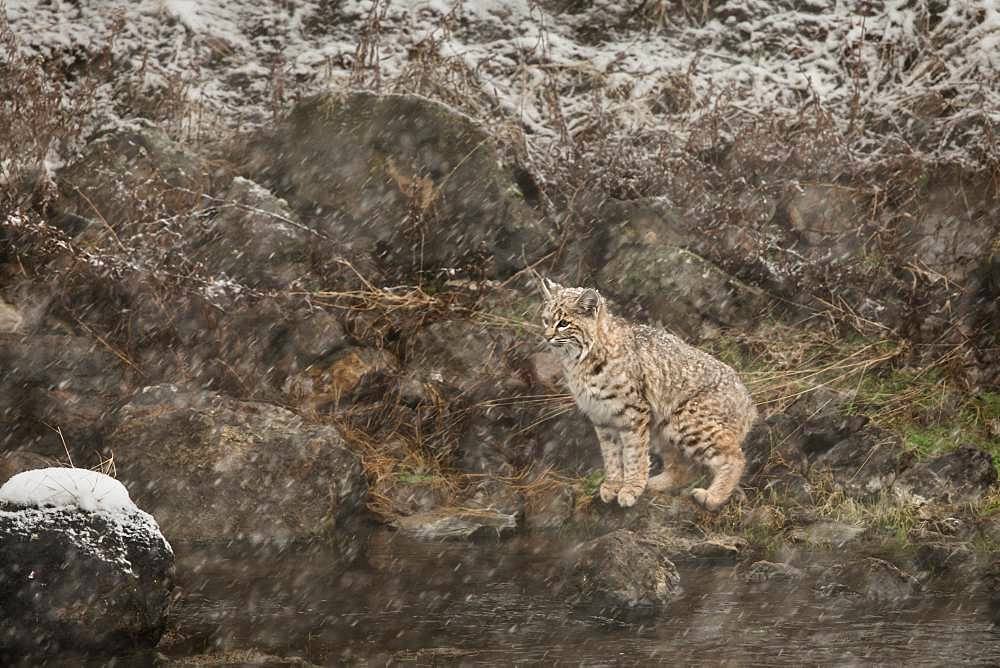 Bobcat (Lynx rufus) under snowstorm at Yellowstone NP. USA