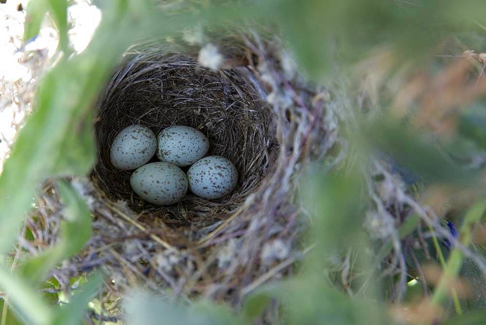 Black-headed Bunting (Emberiza melanocephala) eggs in nest, Armenia