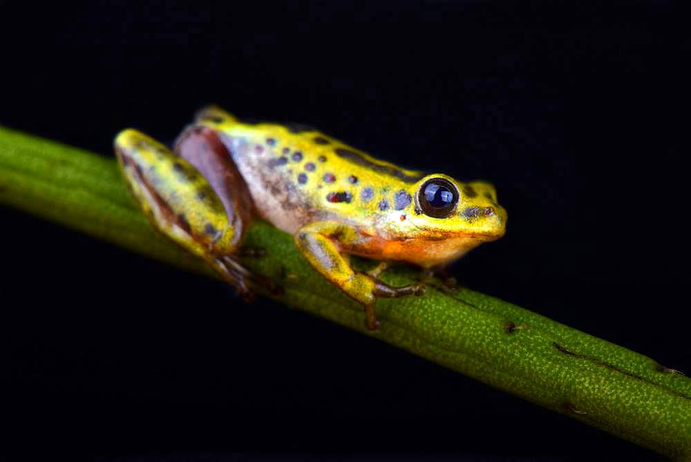 Common Reed Frog (Hyperolius viridiflavus variabilis)