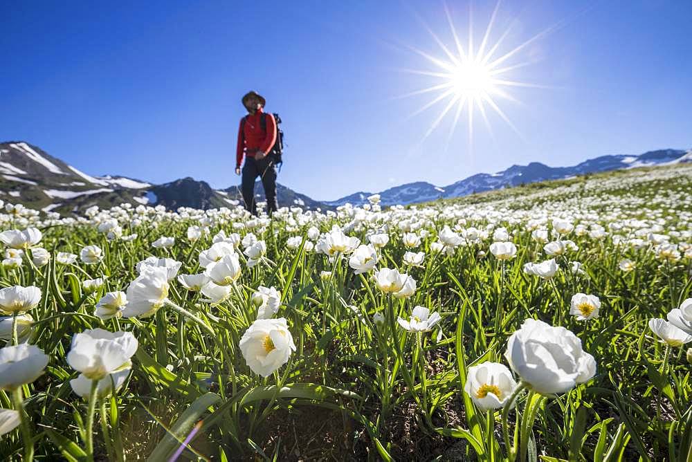 Vallee de la Claree, Kuepfer's Buttercup (Ranunculus kuepferi) bed and hiker on the GR57, Nevache, Hautes-Alpes, France