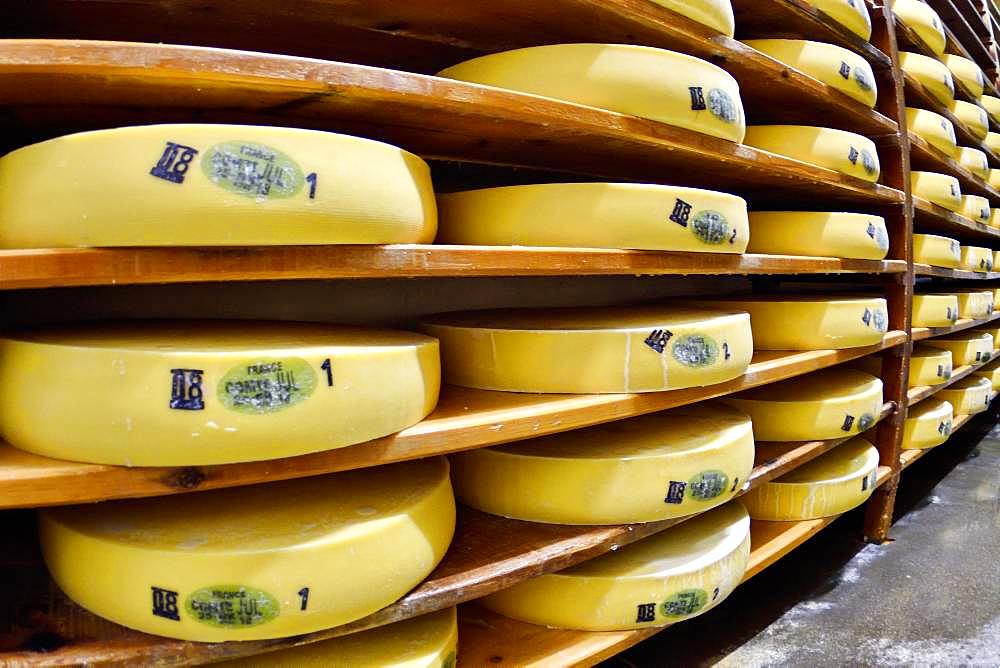 Comte cheese making, cheese grinders in a maturing cellar, Cheese factory, Damprichard, Doubs, France