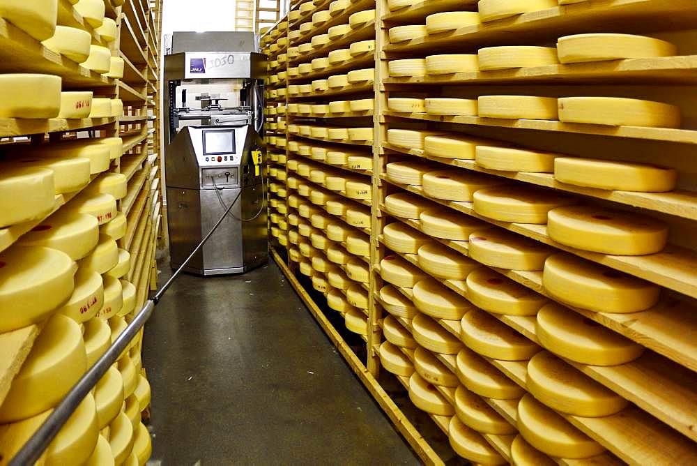 Comte cheese making, robot brushing cheese grinders in a maturing cellar, Cheese factory, Damprichard, Doubs, France