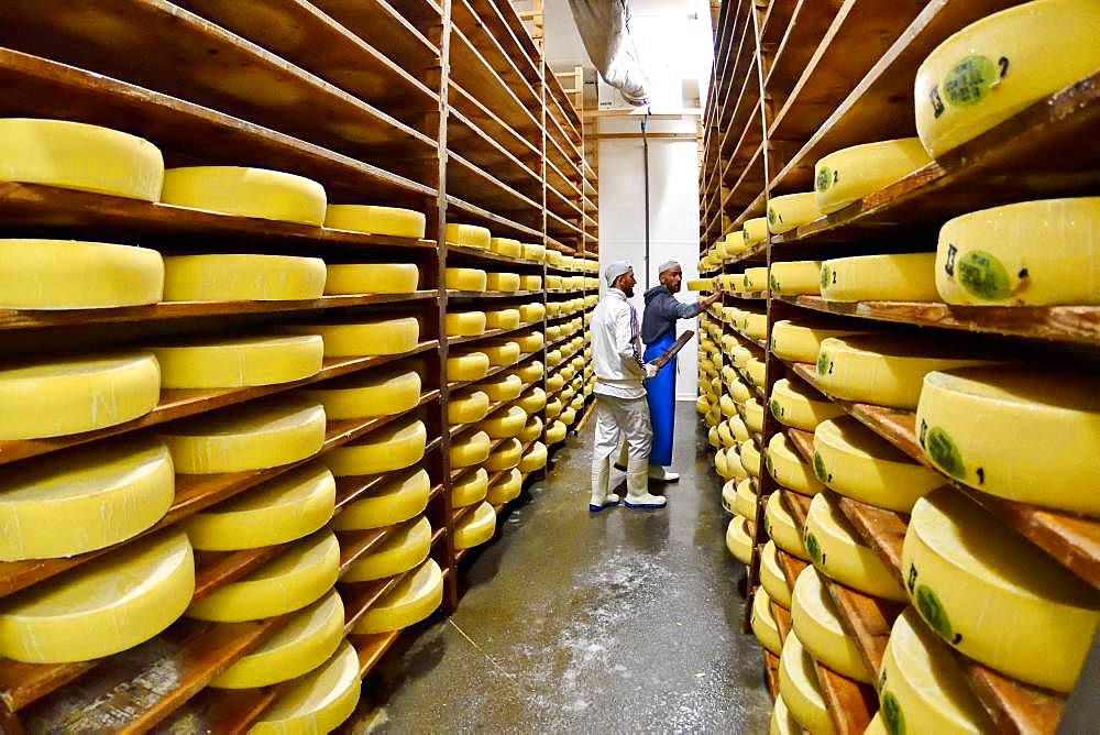 Comte cheese making, cheese grinders in a maturing cellar, Cheese factory, Damprichard, Doubs, France