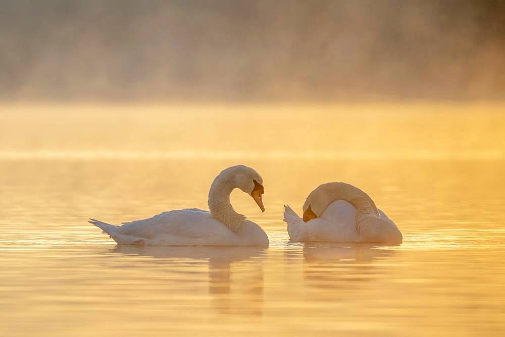 Mute Swan (Cygnus olor) on water at dusk, Plobsheim, Alsace, France