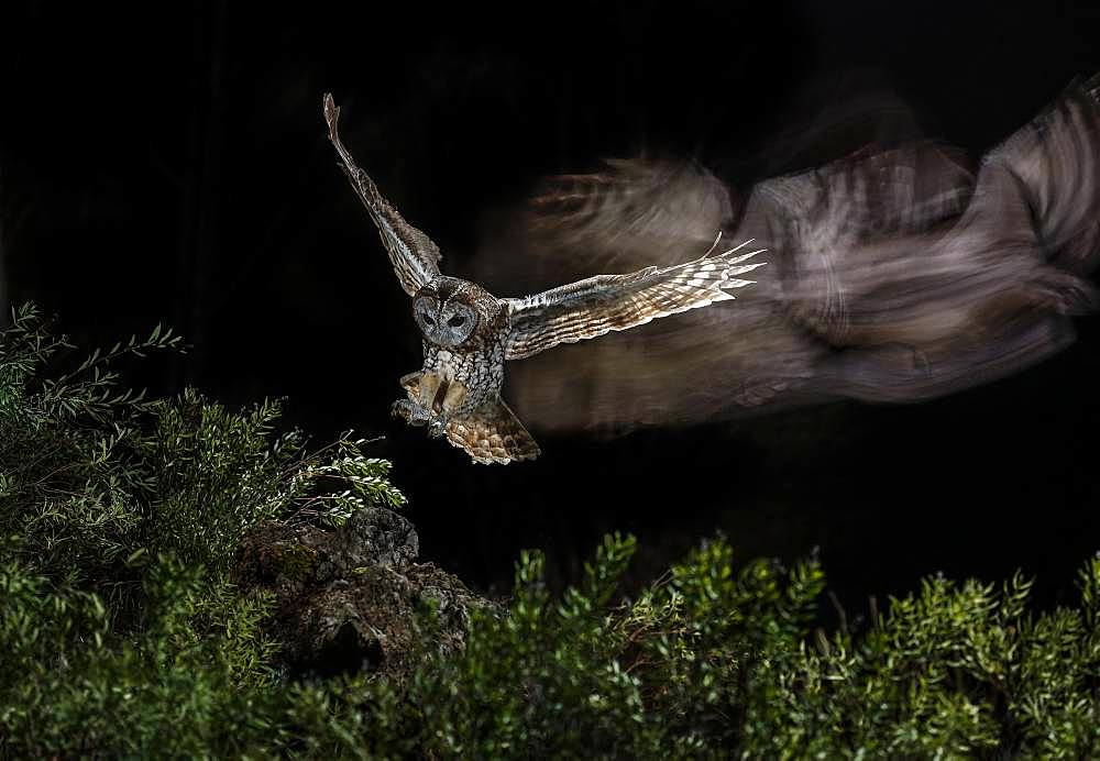 Tawny Owl (Strix aluco) hunting in flight at night, Salamanca, Castilla y León, Spain